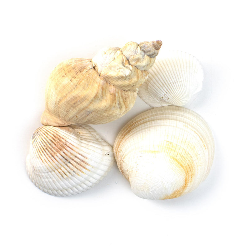 Sea Shells