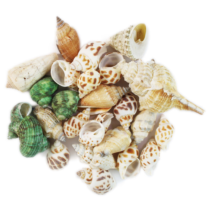 Ocean Shell Assorted Shapes (85 grms)