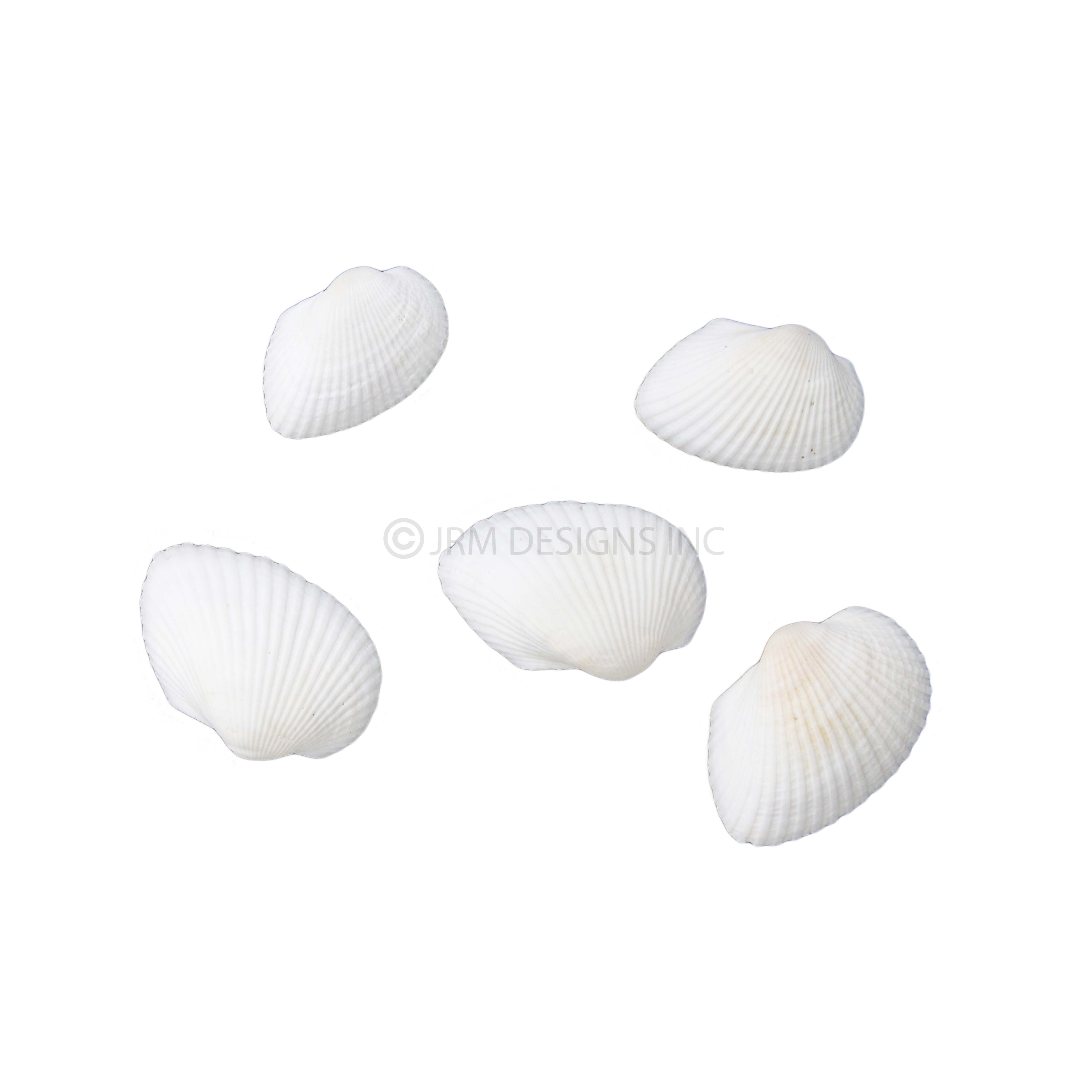 White Shells Assorted Size – JRM Designs, Inc.