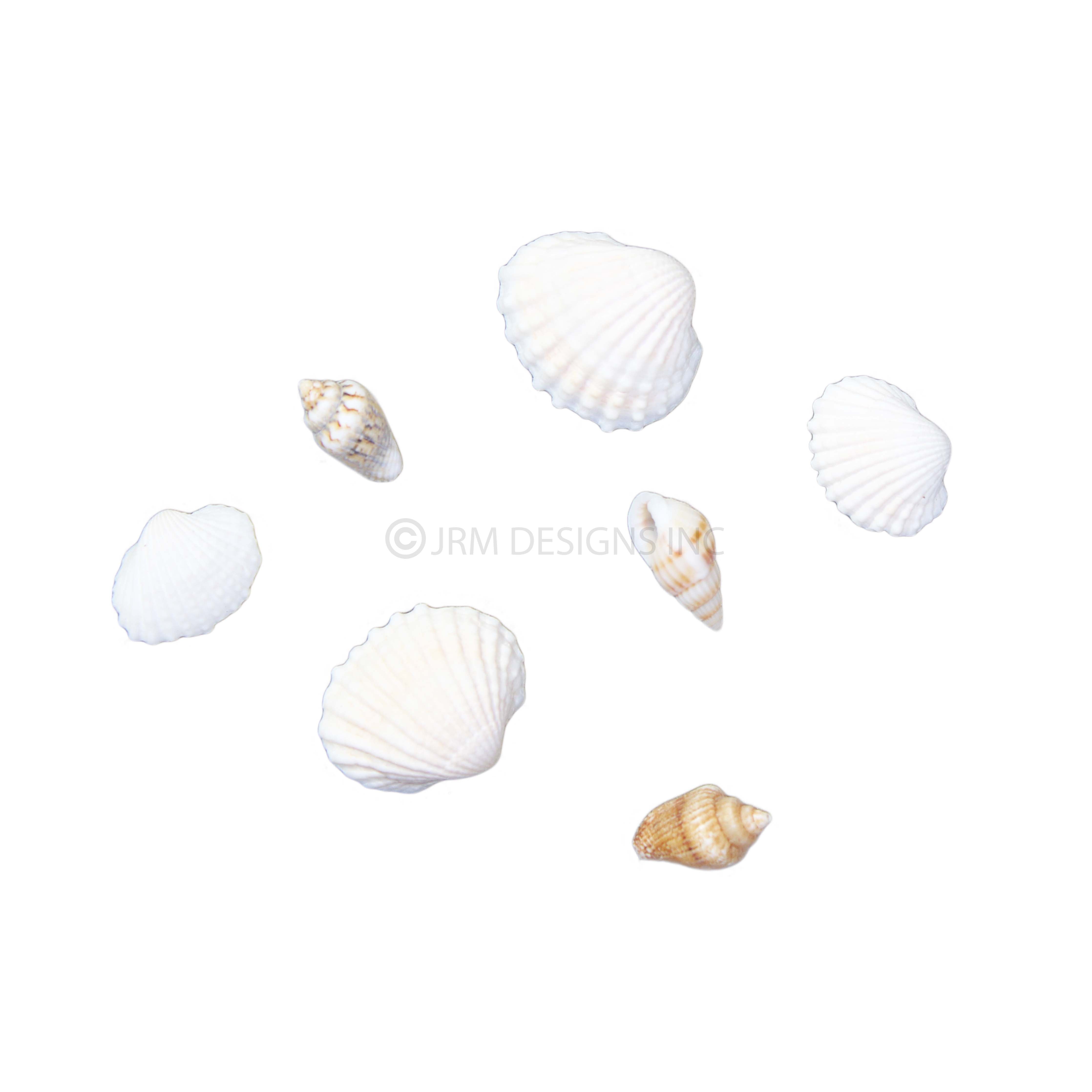 Small Shell Designes Sea Shells Small Mix – JRM Designs, Inc.