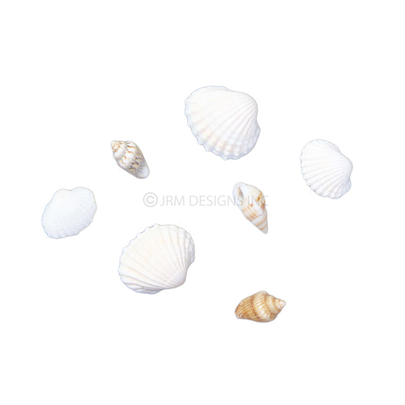 Sea Shells Small Mix