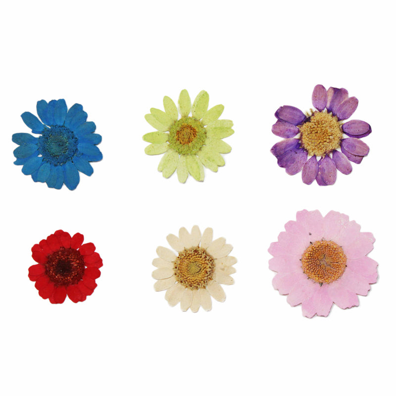 Real Dry Flower Assorted 22mm (6 PCS)